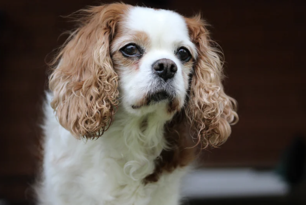 Cavalier King Charles Spaniel